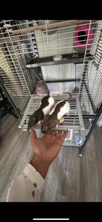 Ratten te koop (meisjes), Dieren en Toebehoren, Knaagdieren, Januari, Tam