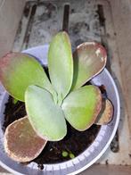 Kalanchoe thyrsiflora, Huis en Inrichting, Kamerplanten, Ophalen, Overige soorten, Minder dan 100 cm