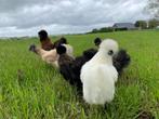 Jonge tamme zijdehoen kriel kippen, gesekst en ingeënt, Dieren en Toebehoren, Pluimvee, Vrouwelijk, Kip