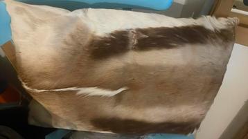 Sier kussen van springbok/ kussen dierenhuid beschikbaar voor biedingen