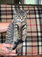 X Britse Korthaar (gechipt en gevaccineerd), Dieren en Toebehoren, Katten en Kittens | Raskatten | Korthaar, Kater, Gechipt