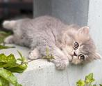 Britse langhaar kittens!🐱, Dieren en Toebehoren, Katten en Kittens | Raskatten | Langhaar, Meerdere dieren, Gechipt, 0 tot 2 jaar