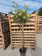 Photinia Fraseri - Red Robin op stam, Halfschaduw, Ophalen of Verzenden, Lente, 100 tot 250 cm