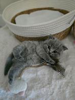 100% britse korthaar kitten mannetje te koop!, Dieren en Toebehoren, Katten en Kittens | Raskatten | Korthaar, Kater, Ontwormd