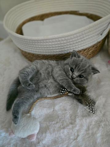 100% britse korthaar kitten mannetje te koop! beschikbaar voor biedingen