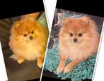 Herplaatsing van onze pomeriaan met NL FCI stamboom, Dieren en Toebehoren, Keeshond, Teef, Eén hond, 3 tot 5 jaar