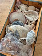 Schelpen (voor de liefhebber), Verzamelen, Ophalen, Schelp(en)