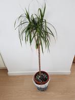 Mooie plant, Tuin en Terras, Planten | Tuinplanten, Ophalen of Verzenden, Overige soorten, Volle zon