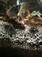 Blue pollar cichliden, Vis