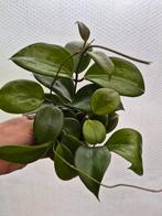 Hoya Quinquenervia p12
