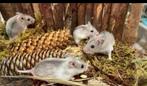 Tamme Chinese dwerghamsters vrouw rechtstreeks van de fokker, Hamster, Vrouwelijk, Mei, Tam