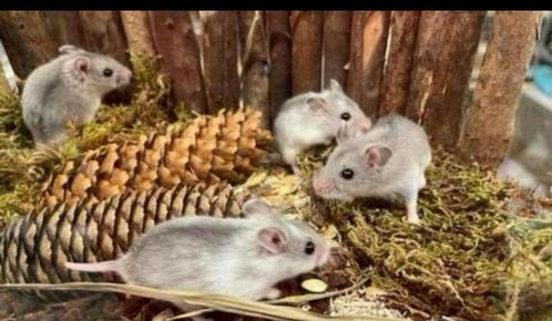 Tamme Chinese dwerghamsters vrouw rechtstreeks van de fokker, Dieren en Toebehoren, Knaagdieren, Vrouwelijk, Hamster, Mei, Tam