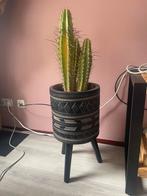 Grote Cactus + Luxe Pot, Huis en Inrichting, Kamerplanten, Ophalen, Cactus, Volle zon, Minder dan 100 cm