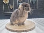Raszuivere Nederlandse hangoordwerg ram feh-otter, Dieren en Toebehoren, Konijnen, Mannelijk, Dwerg