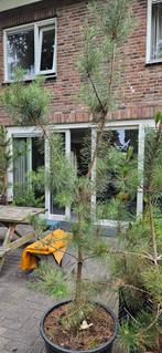 Pinus Sylvestris in pot dus direct te planten, Bloeit niet, 100 tot 250 cm, Volle zon, In pot