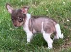 Nog 1 prachtig Chinese Naakthond x Chihuahua pupje (Teefje), Dieren en Toebehoren, Honden | Chihuahua's en Gezelschapshonden, CDV (hondenziekte)