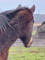 Gevraagd: ongeveer 2 ha voor familie paarden Oosterwolde e.o, Dieren en Toebehoren, Stalling en Weidegang