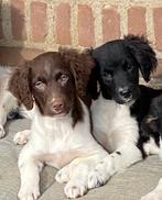 Prachtige FRIESE STABIJ X HEIDEWACHTEL pups, Dieren en Toebehoren, Honden | Niet-rashonden, CDV (hondenziekte), Meerdere, 8 tot 15 weken