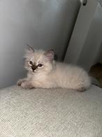 Ragdoll Kittens Te Koop, Meerdere dieren, Ontwormd, 0 tot 2 jaar