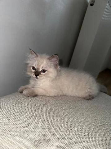 Ragdoll Kittens Te Koop beschikbaar voor biedingen