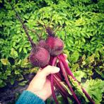 Uit de biologische moestuin: Bieten, zaden, Ophalen of Verzenden, Gehele jaar, Halfschaduw, Zaad