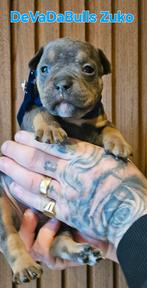 Prachtige old english bulldog pups, Dieren en Toebehoren, Honden | Bulldogs, Pinschers en Molossers, Bulldog, Meerdere, Meerdere dieren