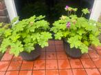 Geranium ooievaarsbek macrorrhizum fuchsia roze vaste plant, Tuin en Terras, Planten | Tuinplanten, Halfschaduw, Zomer, Vaste plant