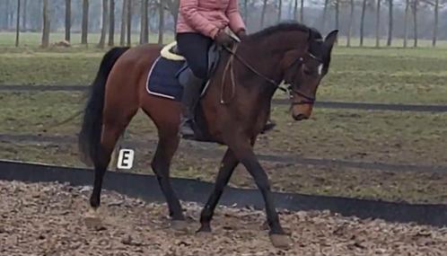 9 jarige merrie, betuigd en onder het zadel, Dieren en Toebehoren, Paarden, Merrie, Niet van toepassing, 160 tot 165 cm, 7 tot 10 jaar