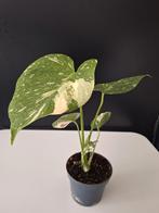 Monstera Thai Constellation– Variegata – Zeldzame kamerplant, Ophalen of Verzenden, Overige soorten, Minder dan 100 cm