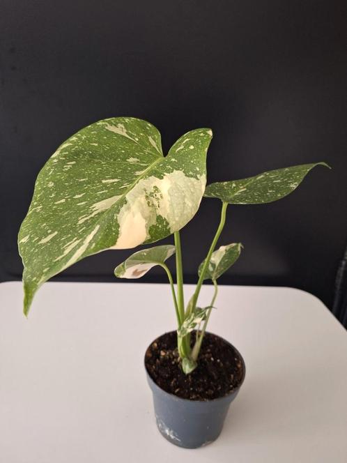 Monstera Thai Constellation– Variegata – Zeldzame kamerplant, Huis en Inrichting, Kamerplanten, Overige soorten, Minder dan 100 cm