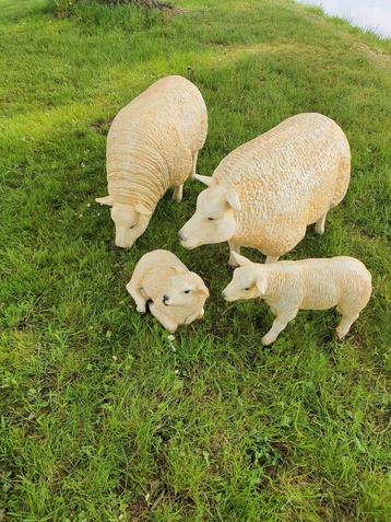 Set van 4 Texelse. Schapen beschikbaar voor biedingen