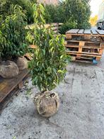 Portugese laurier /prunus lusitanica angustifolia, Ophalen, Laurier, 100 tot 250 cm