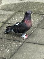 hoogevliegers duiven, Meerdere dieren, Postduif