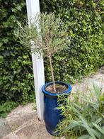 2 grote blauwe bloempotten inclusief olijfboompje, Ophalen, Olijfboom, Minder dan 100 cm