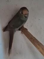 Kakariki pop, Dieren en Toebehoren, Vogels | Parkieten en Papegaaien, Vrouwelijk, Parkiet