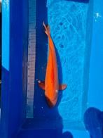 red karashigoi, Karper of Koi