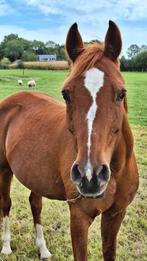 Weidemaatje, kinderpony, recreatiepony, C-pony, pony, Dieren en Toebehoren, Pony's, Merrie, Met stamboom, B, C pony (1.27m tot 1.37m)