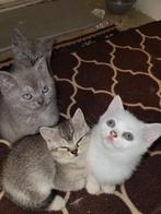 Brits korthaar kittens, Dieren en Toebehoren, Katten en Kittens | Raskatten | Korthaar, Meerdere dieren, Ontwormd, 0 tot 2 jaar