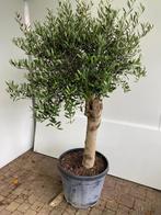 Super mooie Olijfboom Olijfbomen Olijf boom Olijf bomen, Lente, 100 tot 250 cm, Olijfboom, Ophalen