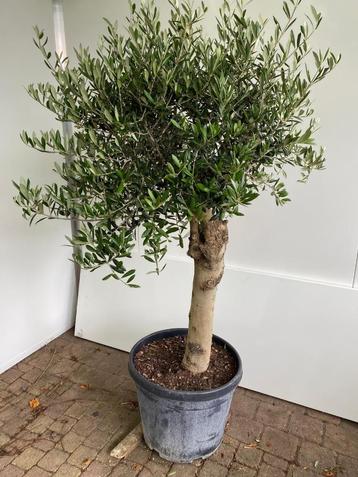 Super mooie Olijfboom Olijfbomen Olijf boom Olijf bomen beschikbaar voor biedingen