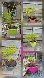 Trachycarpus fortunei palm in waterreservoir pot, palmen, Ophalen, Zomer, Overige soorten, Volle zon