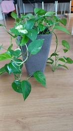 Gratis: mooie Pothos (Epipremnum aureum) – hang- / klimplant, Tuin en Terras, Planten | Tuinplanten, Ophalen, Vaste plant, Bloeit niet