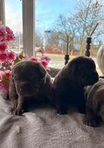 Bruine labrador pups, Dieren en Toebehoren, Honden | Retrievers, Spaniëls en Waterhonden, 8 tot 15 weken, Labrador retriever, Meerdere