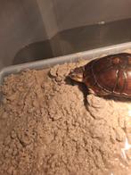 Afrikaanse moerasschildpadden, Dieren en Toebehoren, Reptielen en Amfibieën, 0 tot 2 jaar