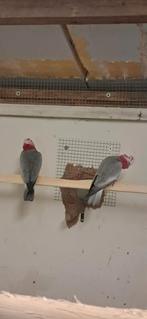 5 Kweek koppels div Grote Parkieten, Meerdere dieren, Parkiet, Geringd