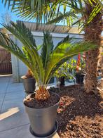 Palm Cycas Revoluta Vredespalm, Ophalen, Volle zon, Palmboom