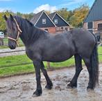 Friese drachtige merrie aangeboden!, Dieren en Toebehoren, Merrie, Ontwormd