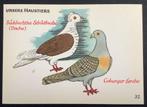 dl 1960 vogel duif duiven Schildduif en Coburger Leeuwerik, 1960 tot 1980, Overige thema's, Ongelopen, Verzenden