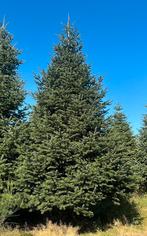 Nordmann grote kerstbomen voor pleinen en bedrijven, Tuin en Terras, Planten | Bomen, Ophalen of Verzenden, Zomer, Volle zon, Overige soorten