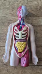 Anatomisch Model Menselijk Torso, Ophalen of Verzenden, Gebruikt, Ontdekken